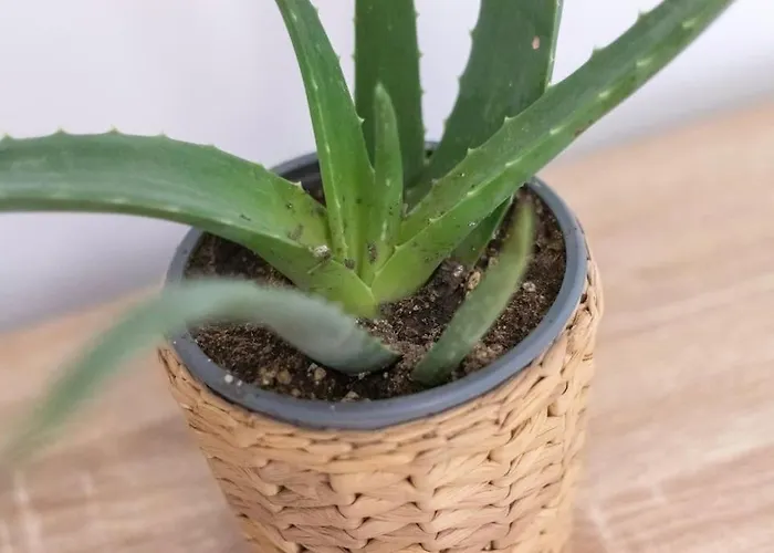 Piso En El Corazon De Apartmán